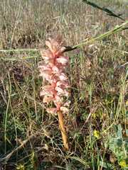 Orobanche amethystea