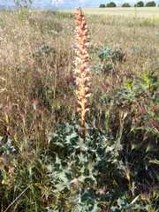Orobanche amethystea