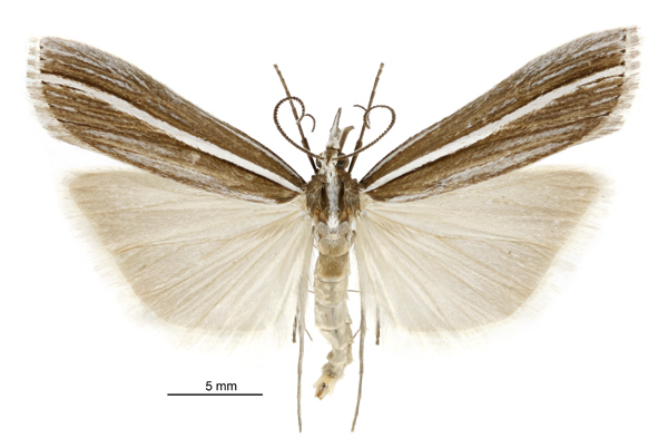 Orocrambus enchophorus