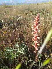 Orobanche amethystea