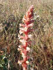 Orobanche amethystea