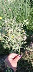 Sonchus oleraceus