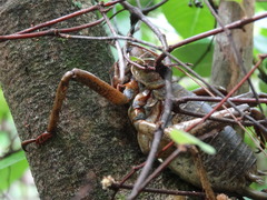 Deinacrida heteracantha