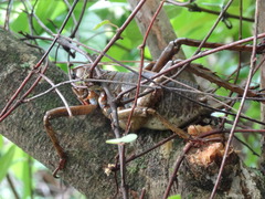 Deinacrida heteracantha