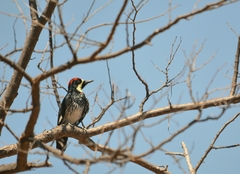 Melanerpes formicivorus angustifrons