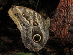 Caligo brasiliensis