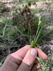 Carex caroliniana