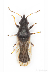 Microplax interrupta