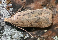 Dichomeris ventrellus