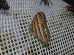 Cissia pseudoconfusa