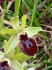 Ophrys sphegodes