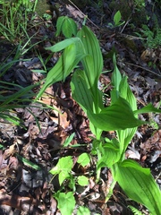 Cypripedium parviflorum pubescens