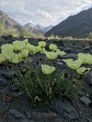 Papaver mcconnellii