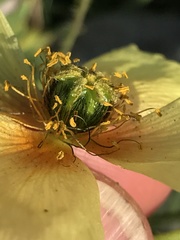 Papaver mcconnellii