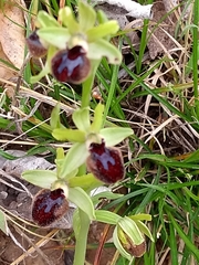 Ophrys sphegodes