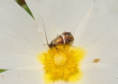 Adela paludicolella