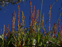 Rumex bucephalophorus gallicus