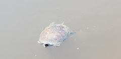 Pseudemys rubriventris