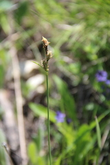 Carex tomentosa
