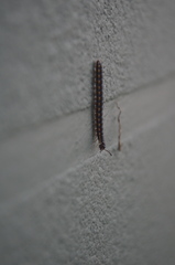 Asiomorpha coarctata