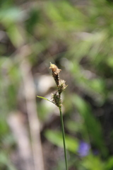 Carex tomentosa