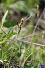 Carex tomentosa