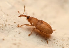 Notolomus basalis