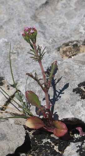 Annual Valerian