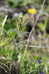 Carex tomentosa