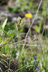 Carex tomentosa