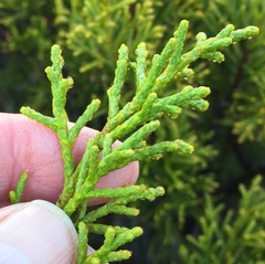 Halocarpus bidwillii