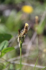 Carex tomentosa