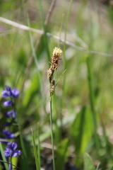 Carex tomentosa