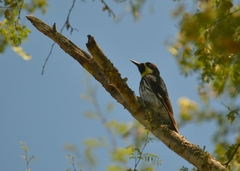 Melanerpes formicivorus angustifrons