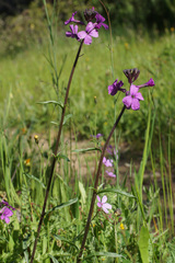 Erysimum lagascae