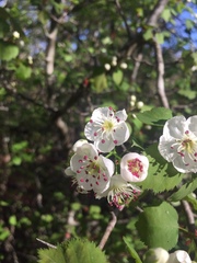 Crataegus ouachitensis