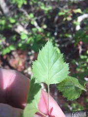 Crataegus ouachitensis