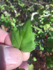 Crataegus ouachitensis