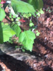 Crataegus ouachitensis