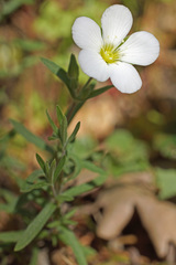 Arenaria montana