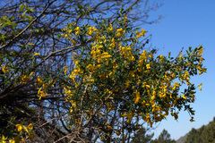 Genista falcata