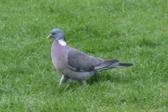 Columba palumbus