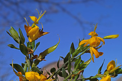 Genista falcata