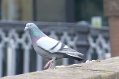 Columba livia domestica