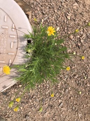 Thymophylla pentachaeta