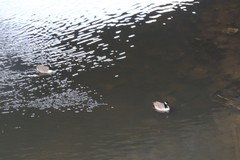 Branta canadensis