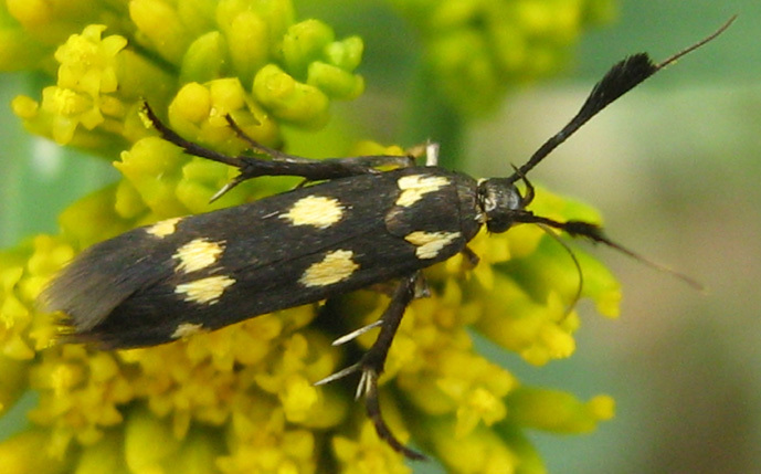 Joyful Moths