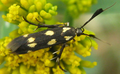 Eretmocera