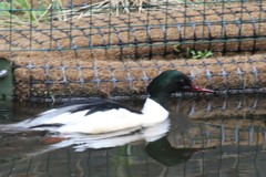 Mergus merganser