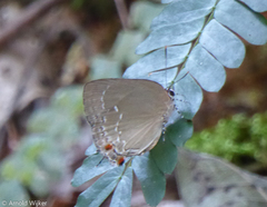 Strephonota ambrax